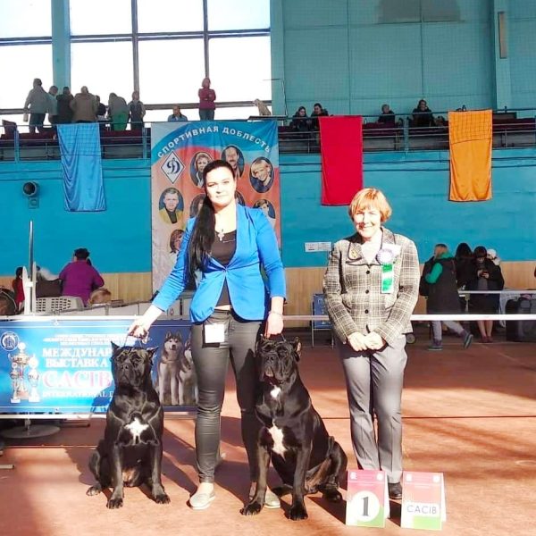 53396602_2342580645807931_9075986497470988288_n